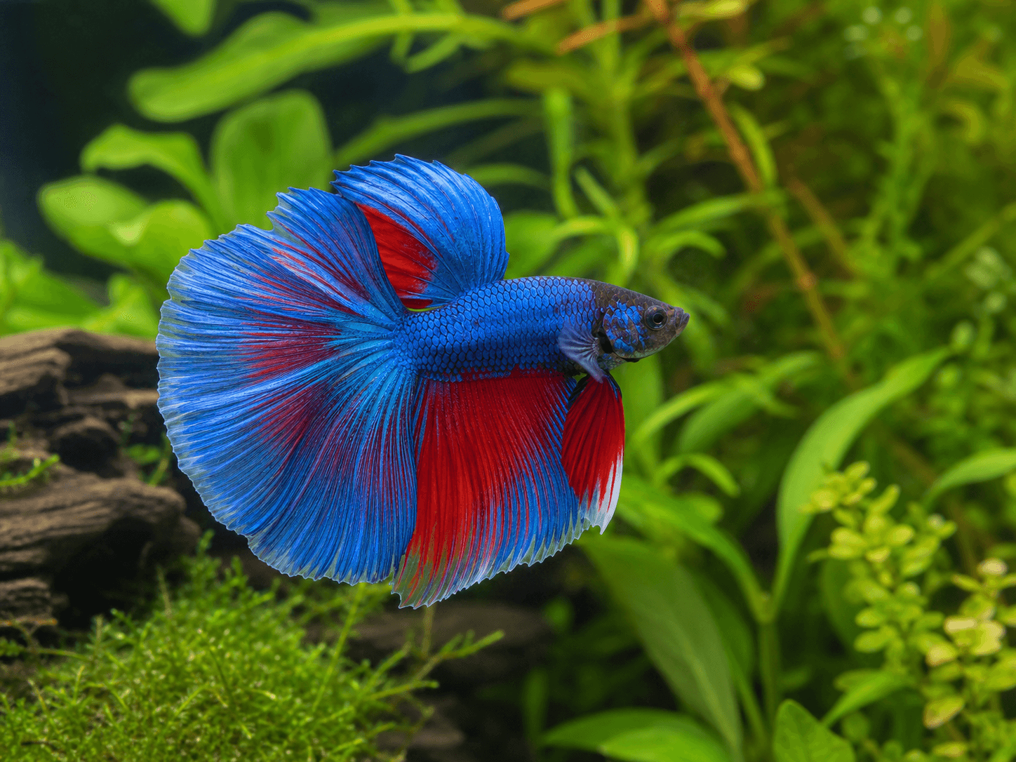 Betta Fish available online in India