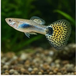 Tropical Fish available online in India