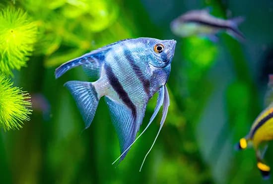 Angelfish – Small