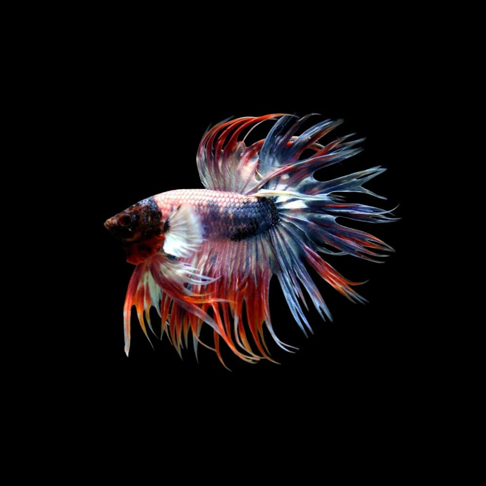 Betta – CT Crowntail