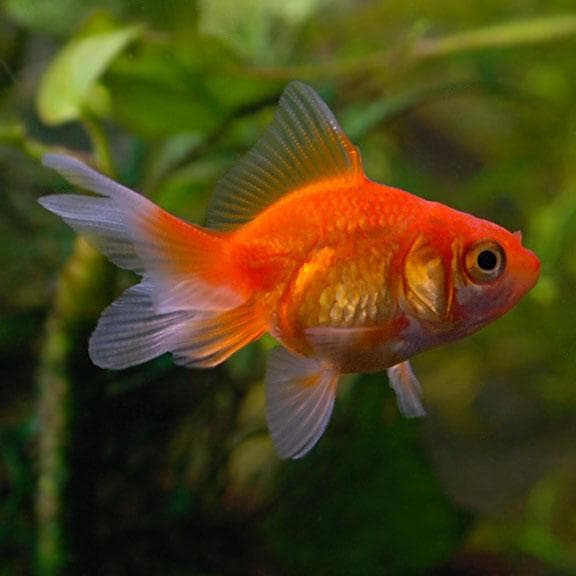Goldfish – Medium