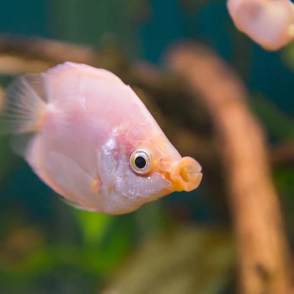 Kissing Gourami