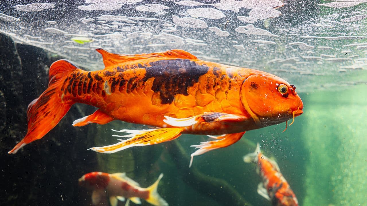 Koi – XL