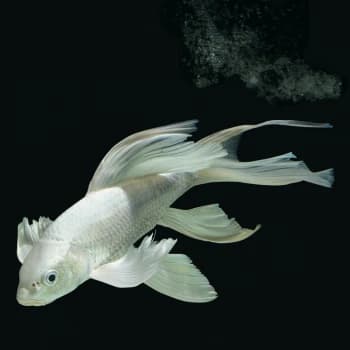 Milky Koi – Medium