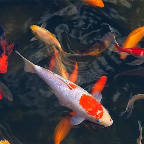 Koi Carp – Large