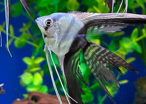 Angelfish – VT (Veil Tail)