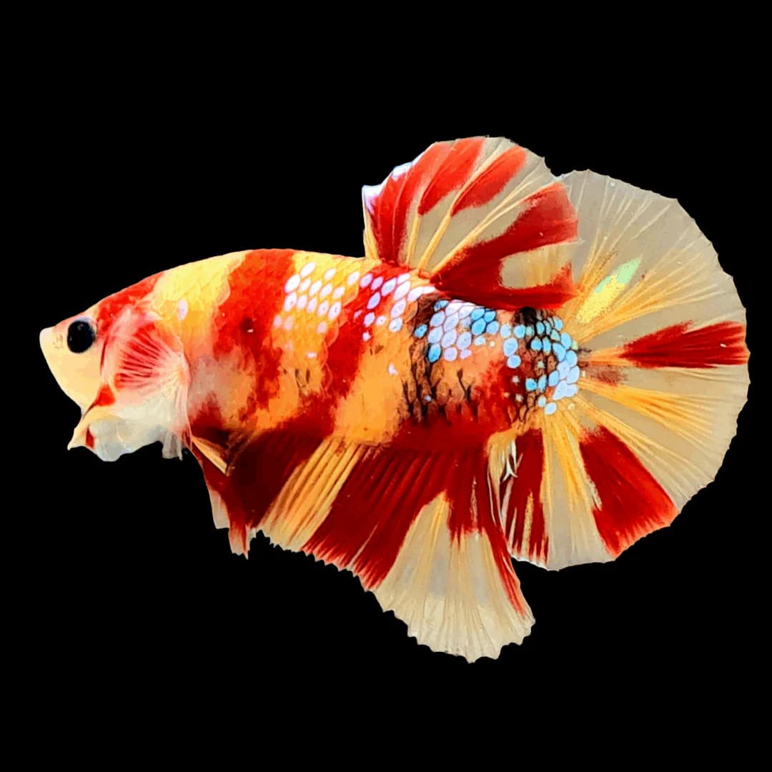 Betta – Nemo Plakat
