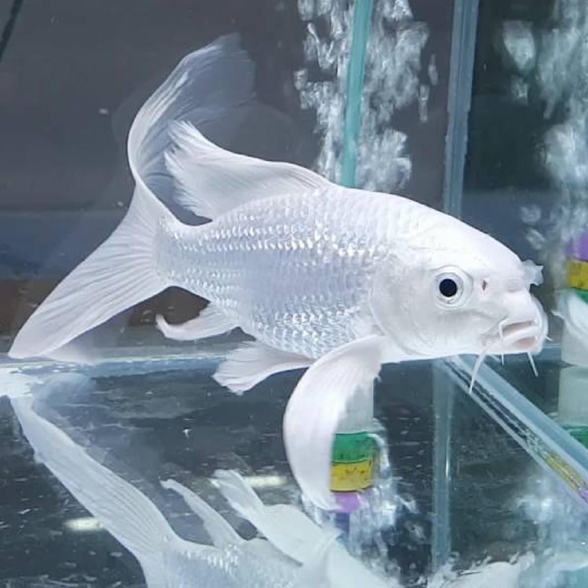 Milky VT Koi – Large