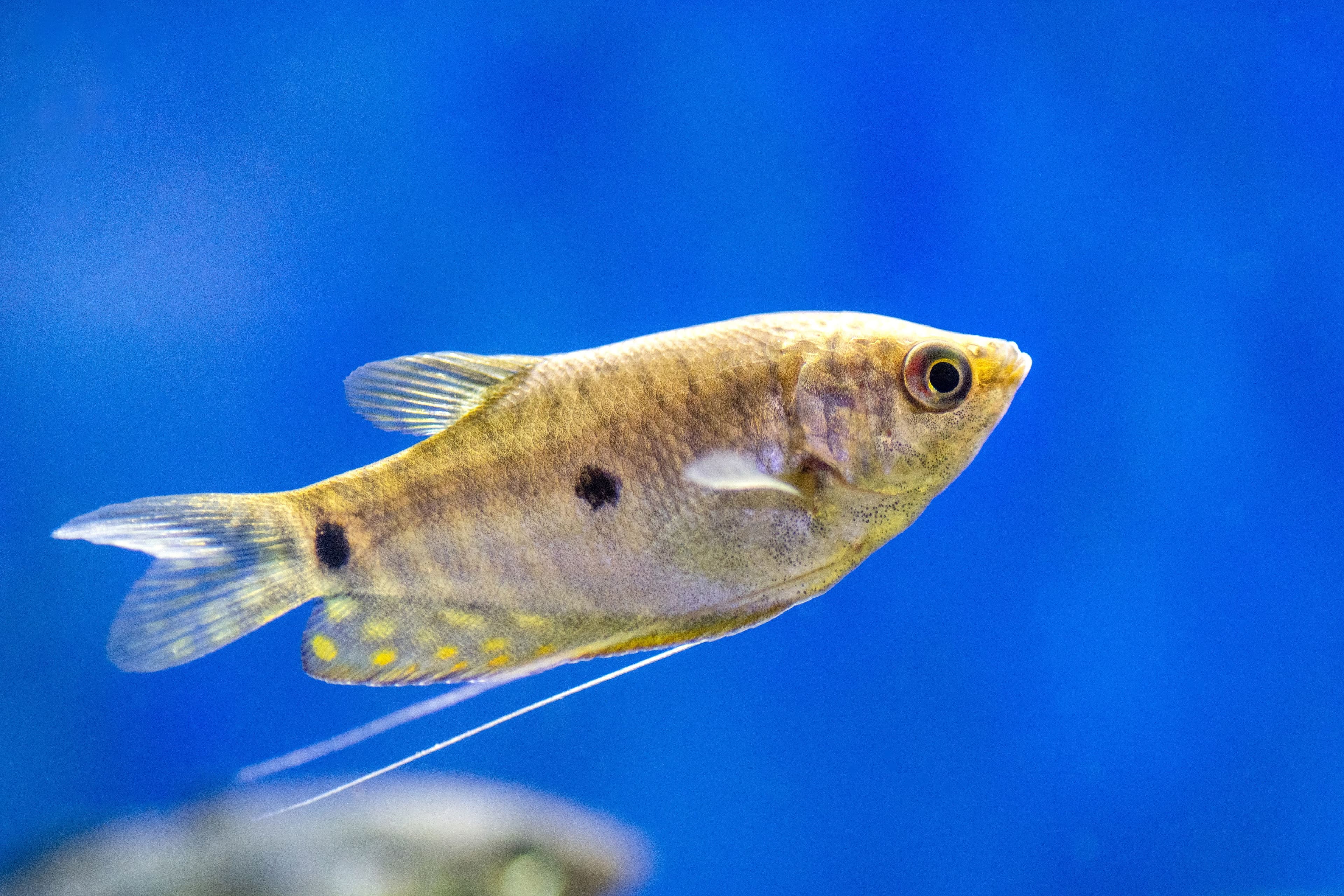 Gourami – Small