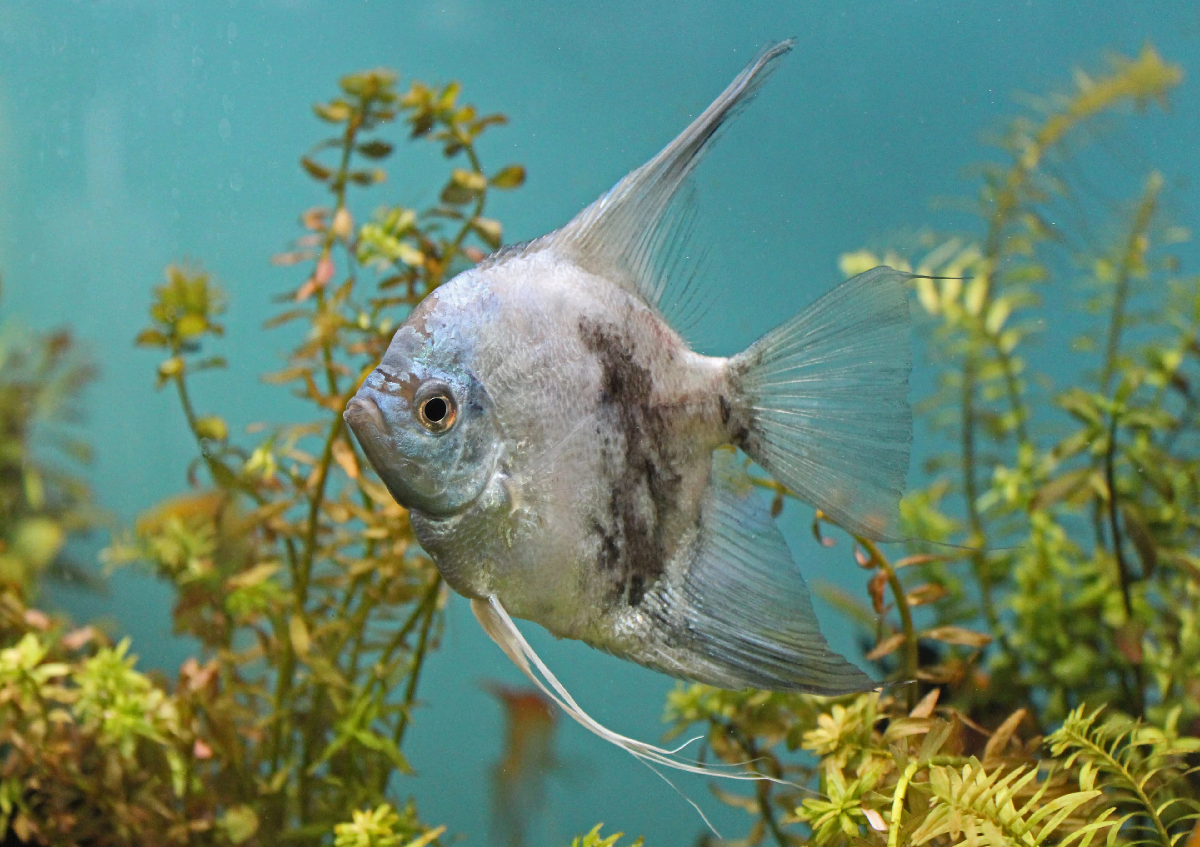 Angelfish – Large