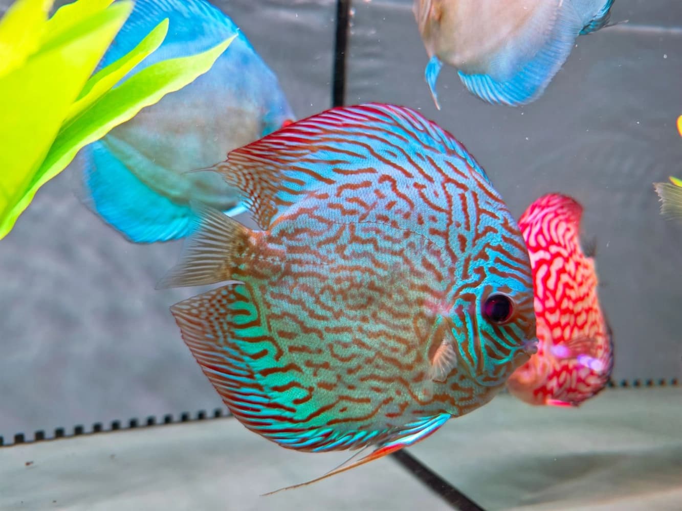 Discus – Medium Grade