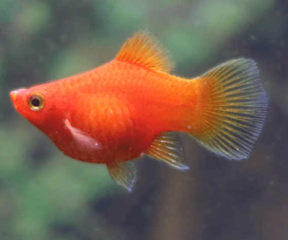Balloon Platy