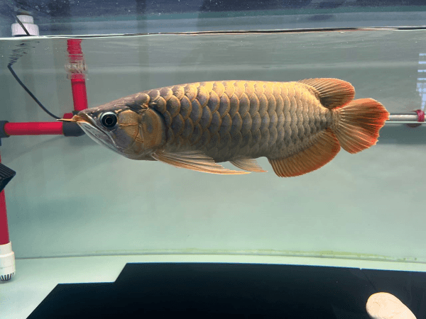 Highback Golden Arowana