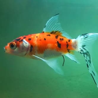 SK Goldfish – Small