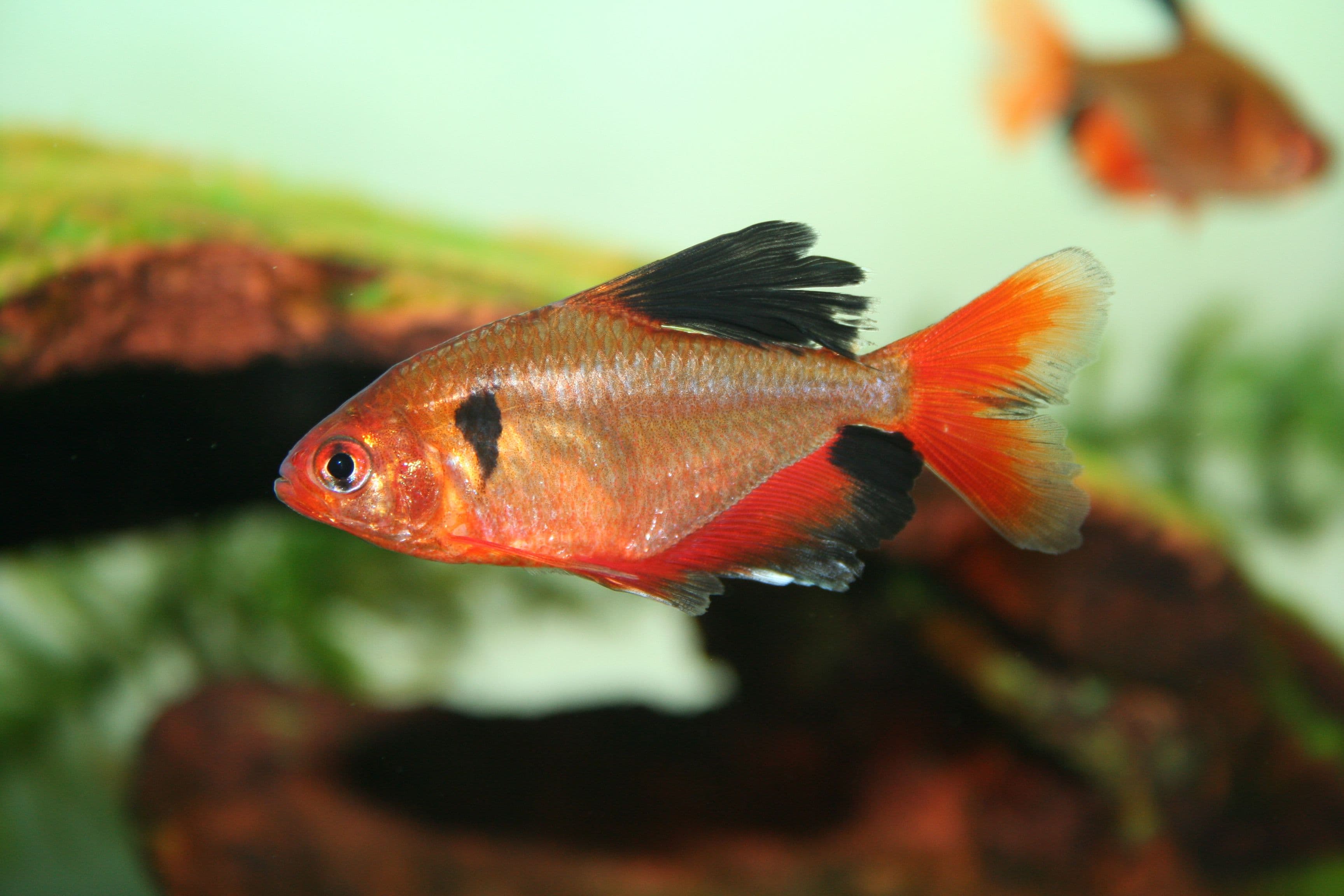 Surfa Tetra