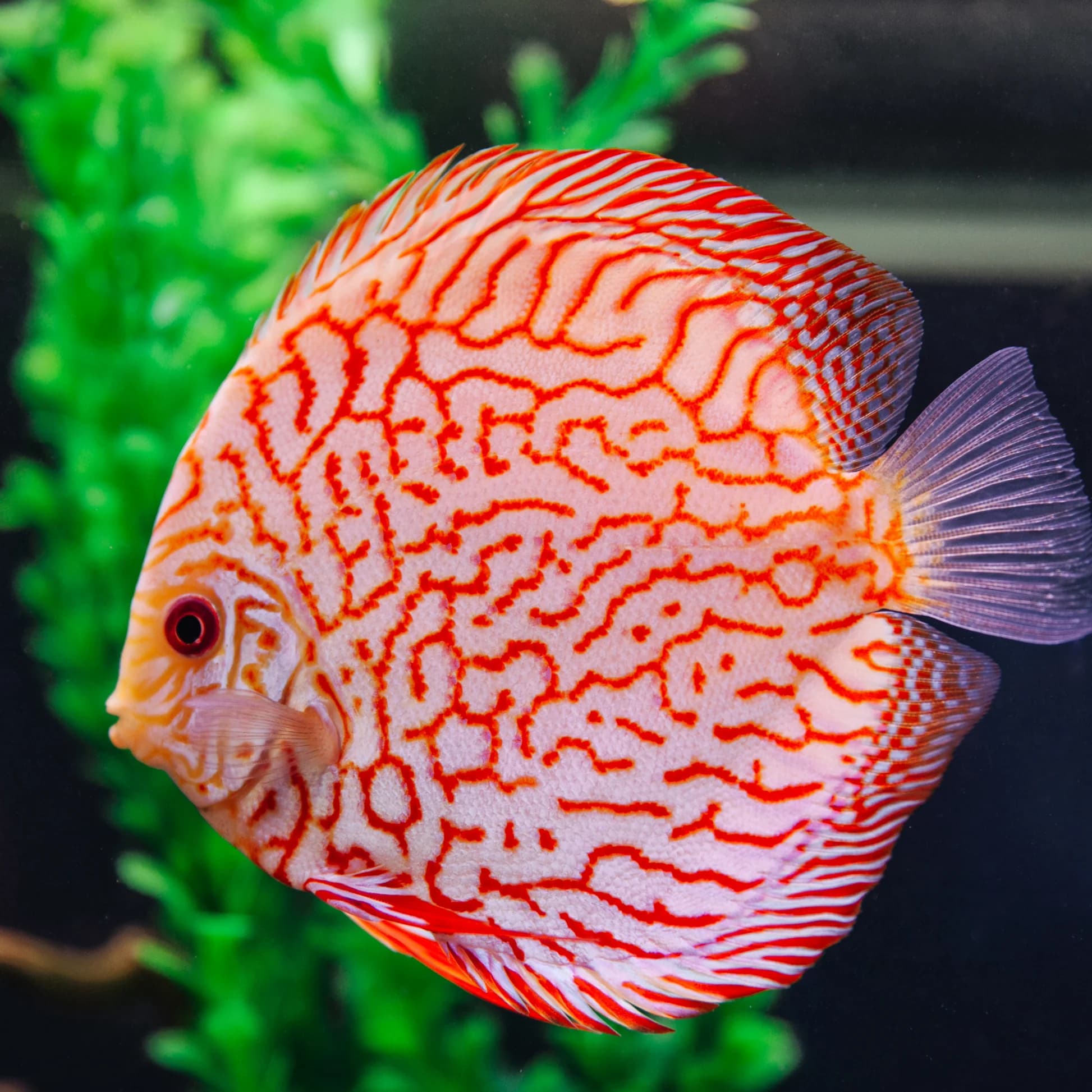 Discus – Premium Grade