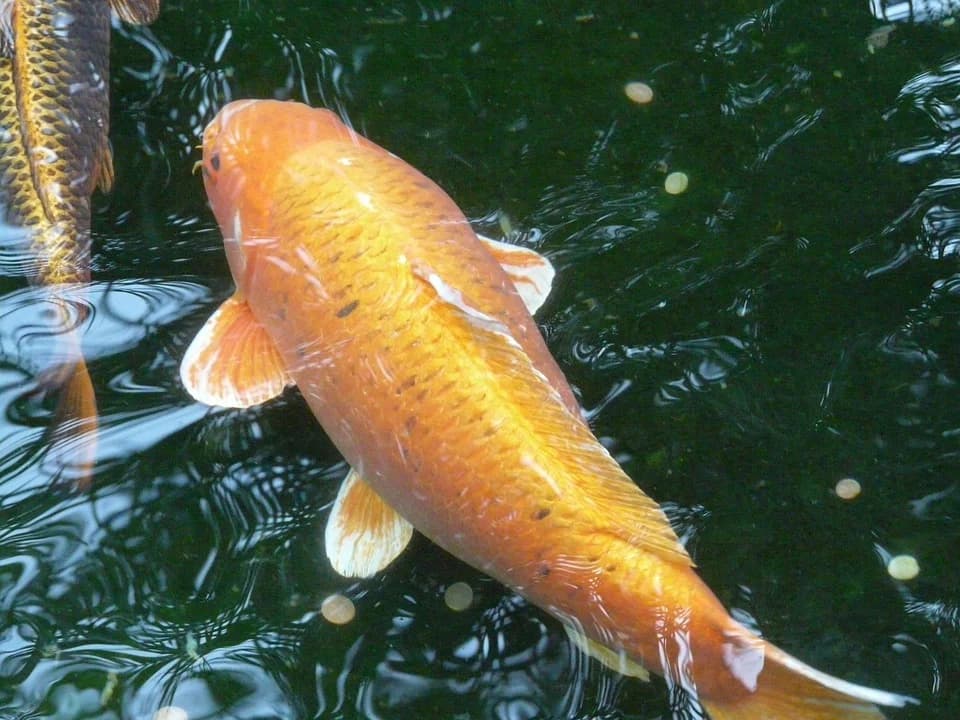 Koi – Large
