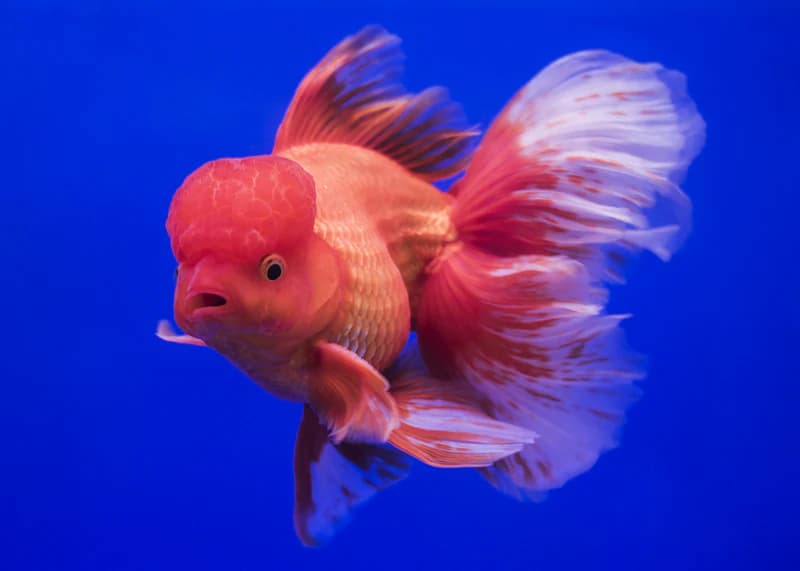 Oranda Goldfish – Large