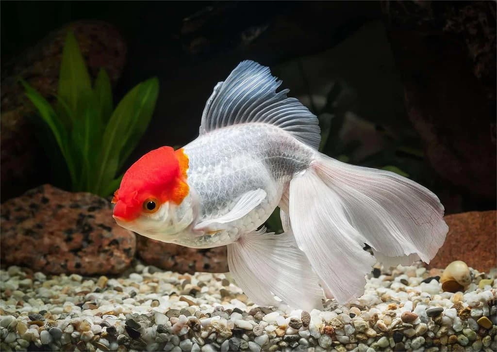 Oranda Goldfish – Small