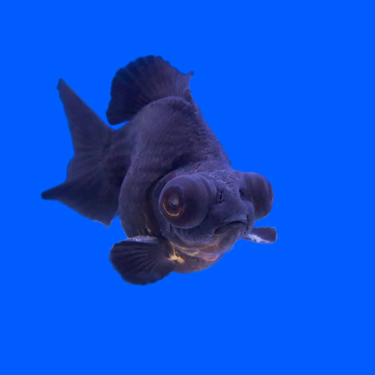 Black Moor Goldfish