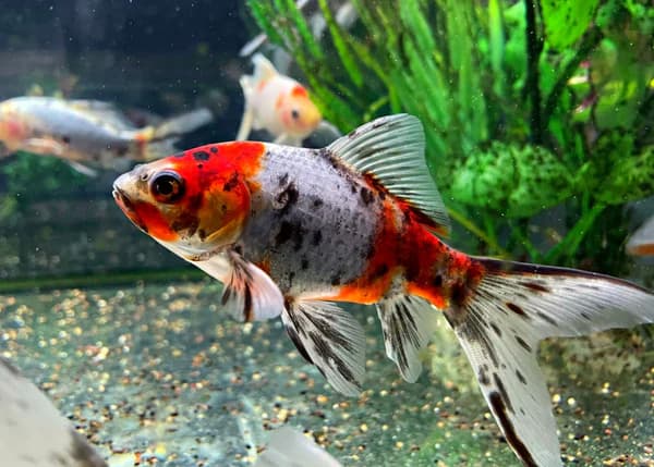 SK Goldfish – Medium