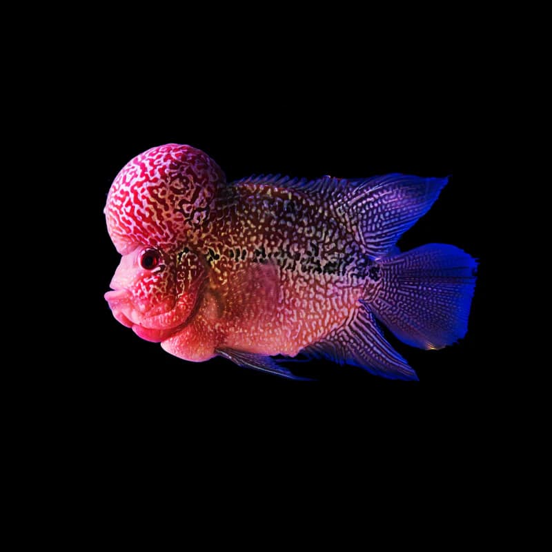 Flowerhorn – Short Body