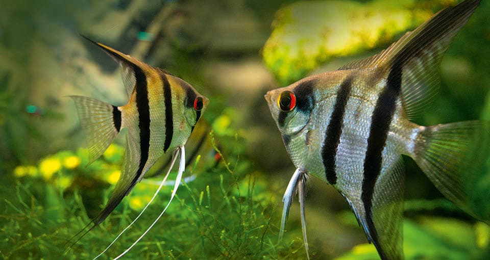 Altum Angelfish