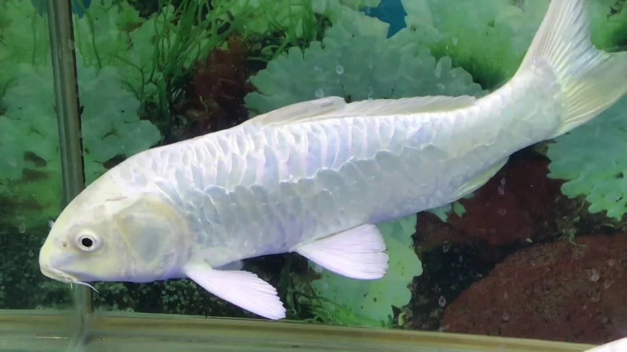 Milky Koi – Small
