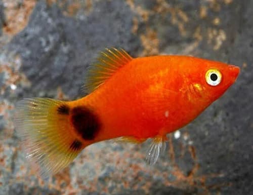 Mickey Mouse Platy