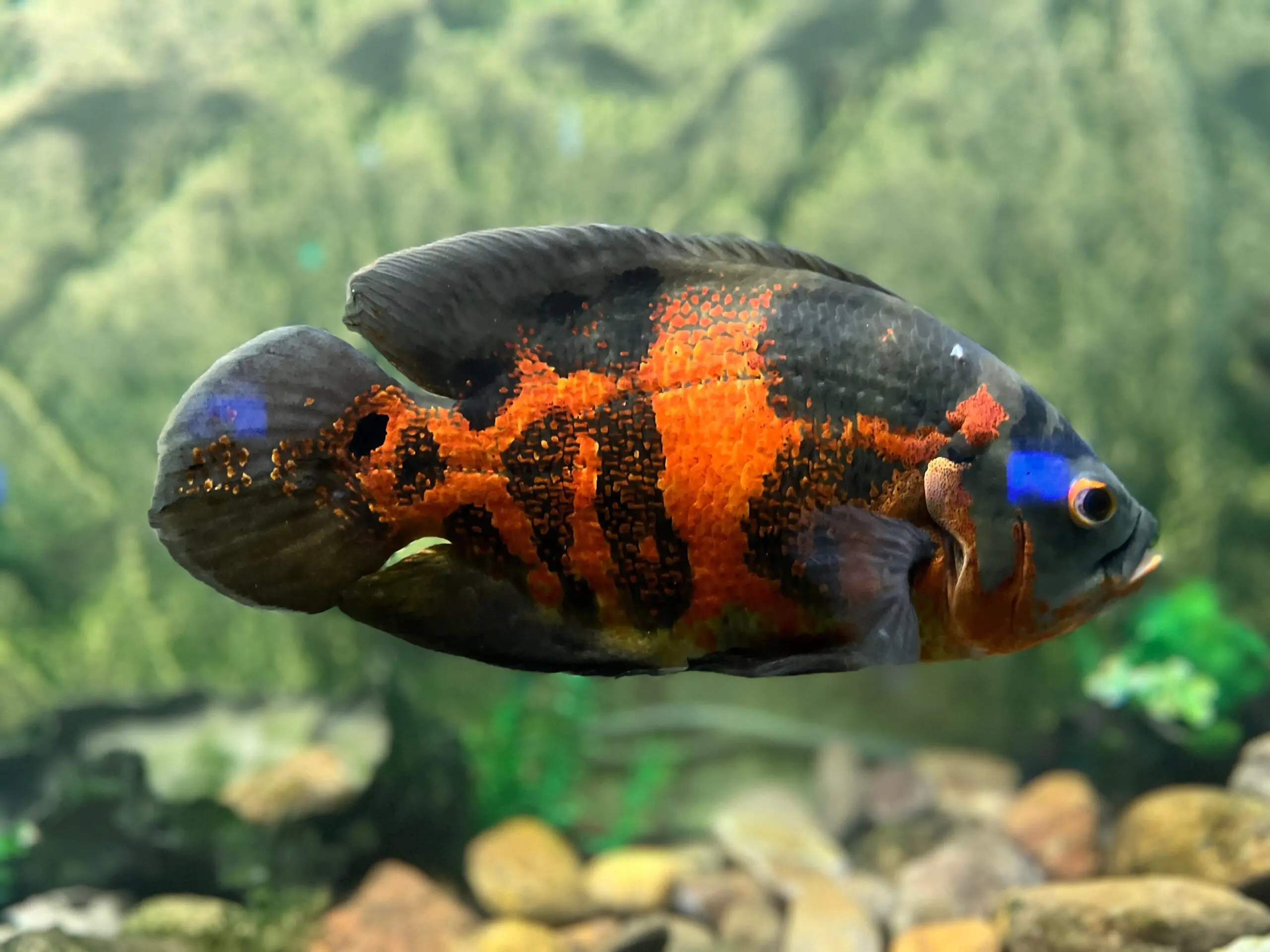 Oscar – Tiger