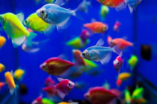 Colour Widow Tetra