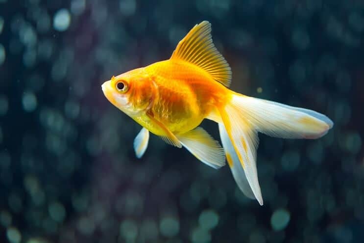 Goldfish – Small