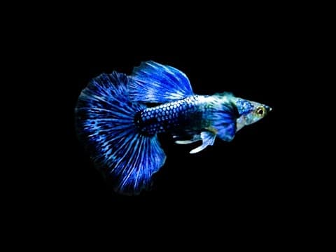 Guppy – Dumbo Ear Blue