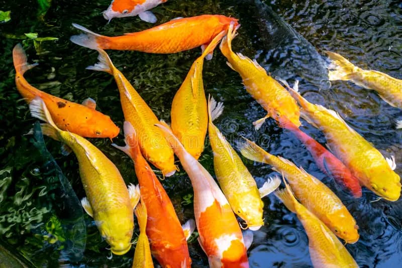 Koi – Medium