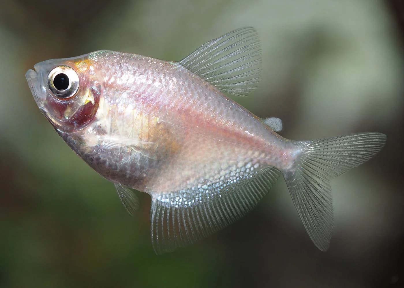 Albino Widow Tetra
