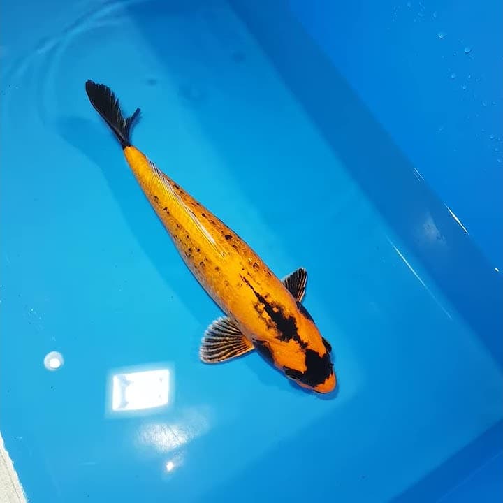 Banana Koi