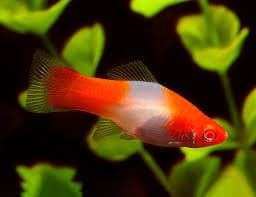 Santa Claus Platy