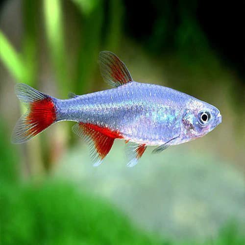 Bloodfin Tetra
