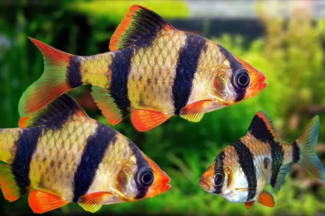 Tiger Barb