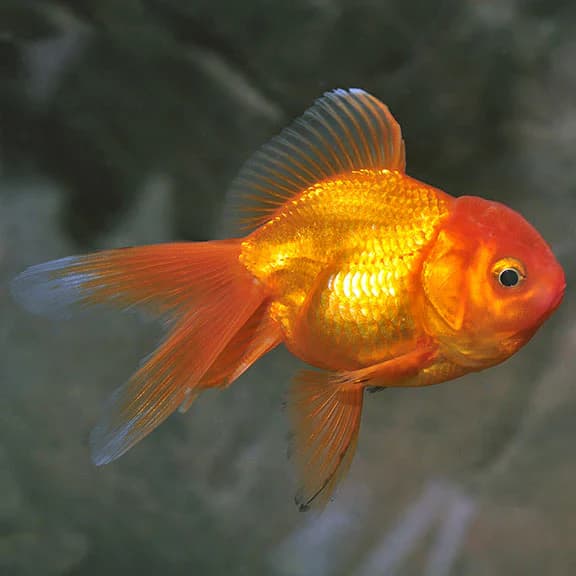 Goldfish – Large