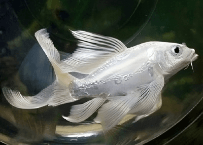 Milky VT Koi – Small