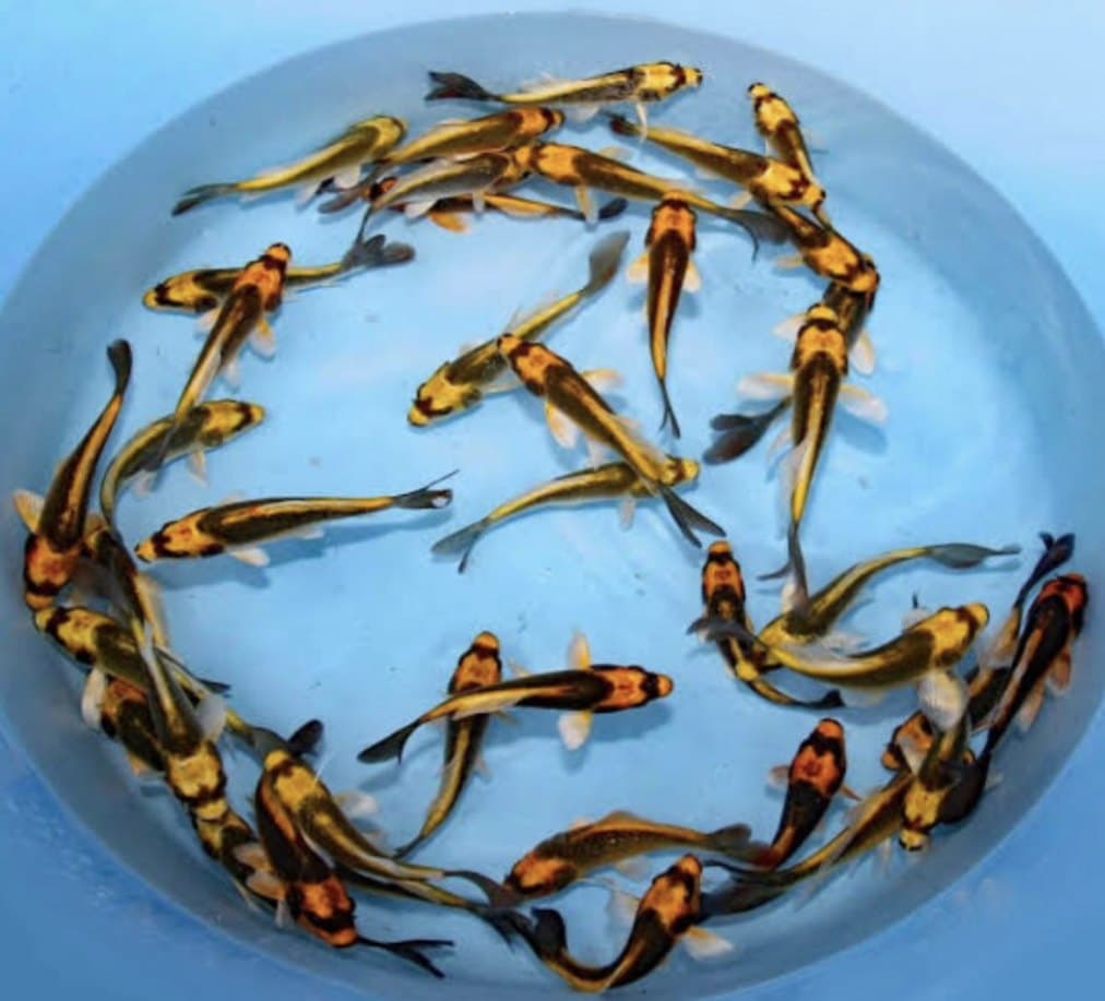 Koppotto Koi – Medium