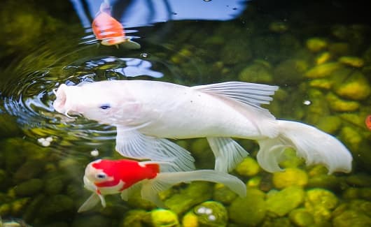 Milky Koi – Large