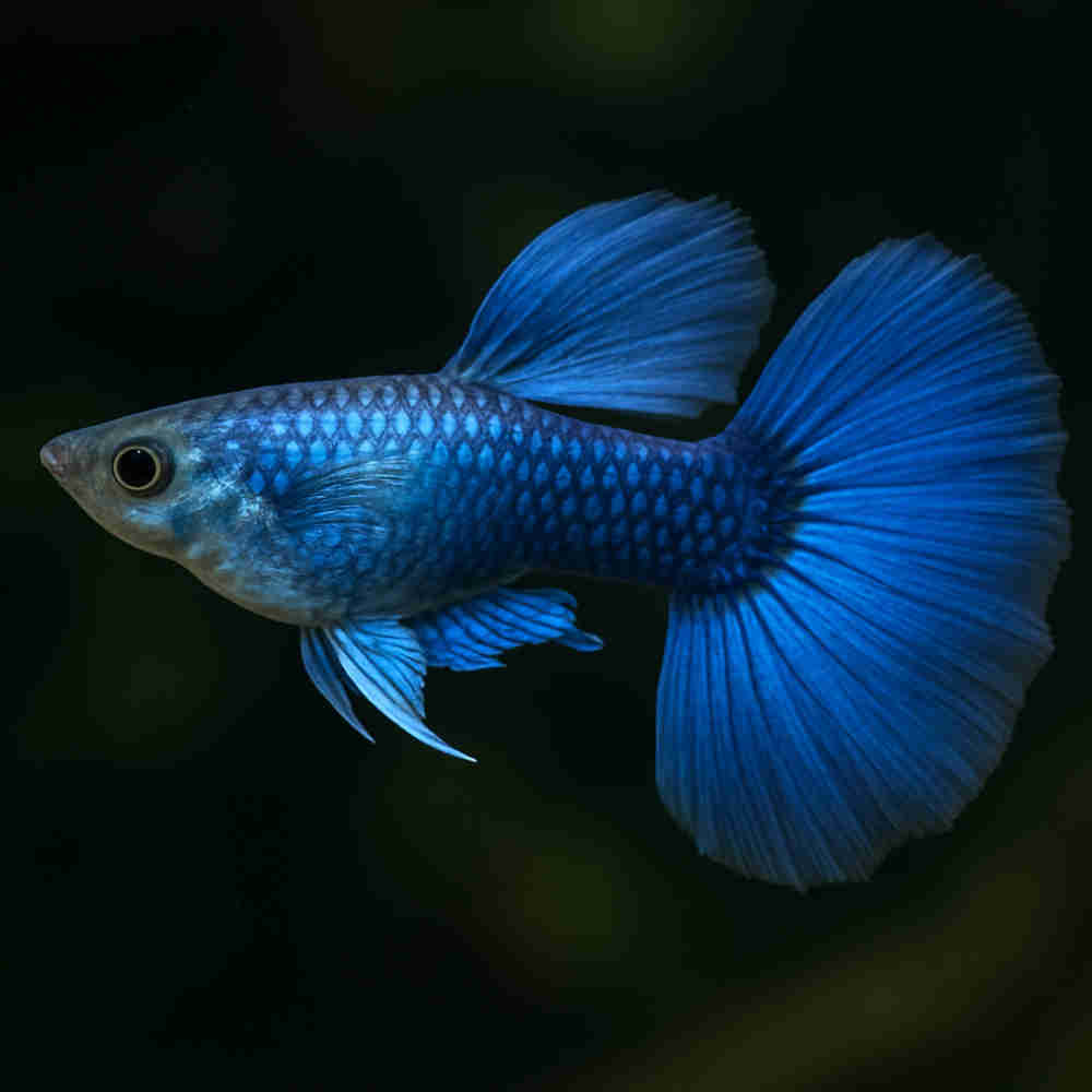 Guppy – Electric Blue