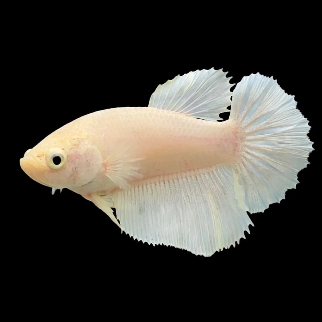 Betta – Female