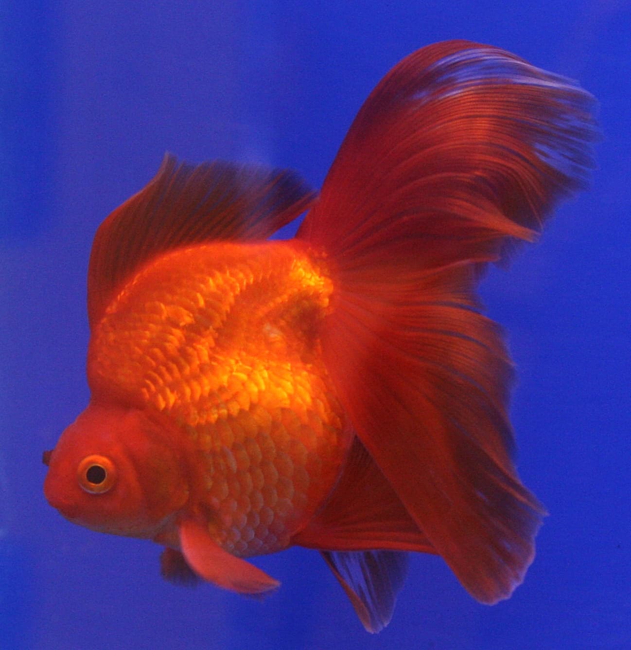 Red Ryukin Goldfish