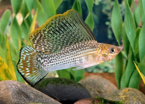 Molly – Sailfin