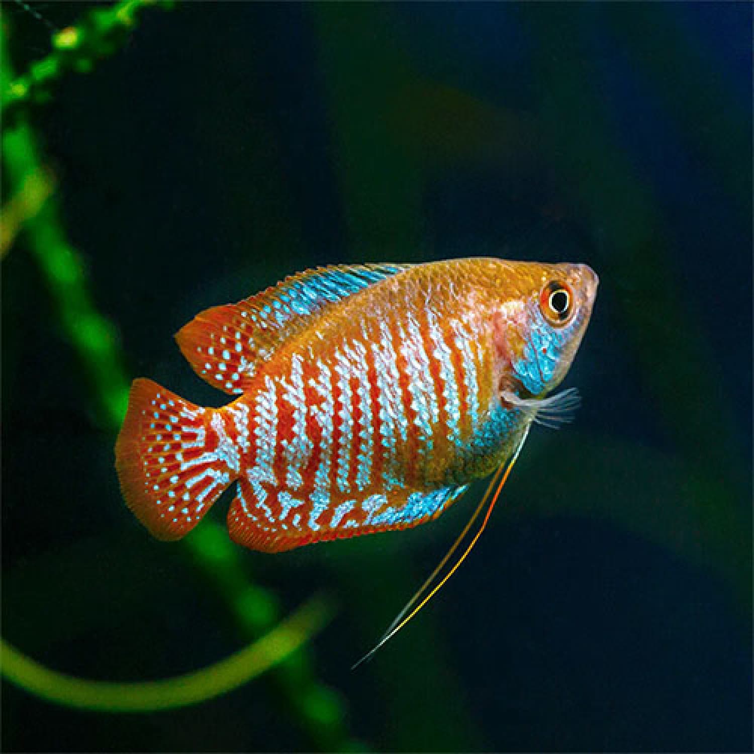 Neon Gourami