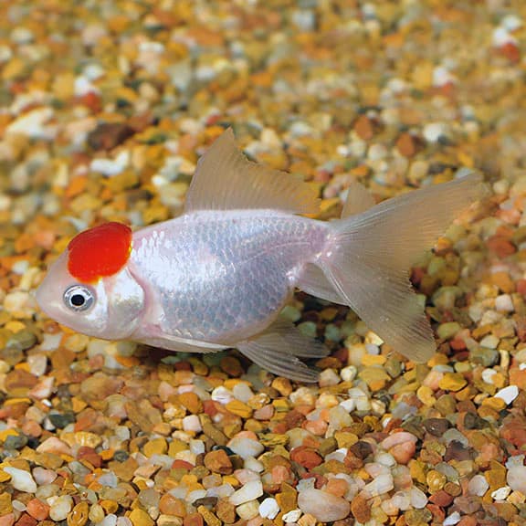 Red Cap Oranda