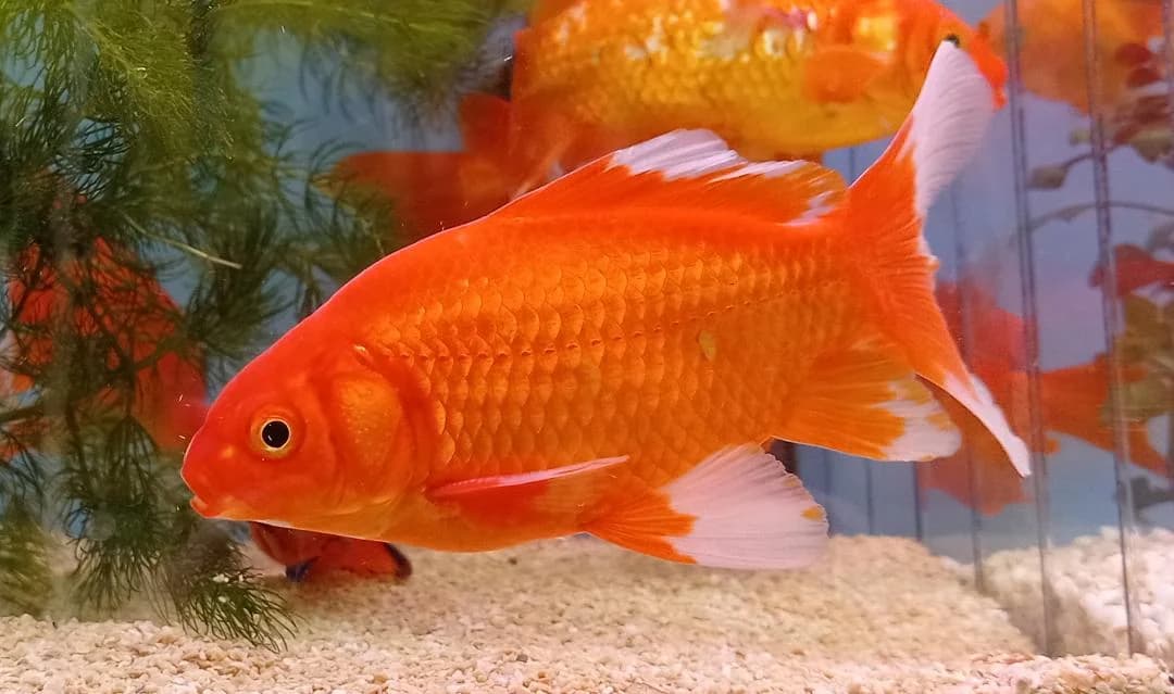 Goldfish – XL